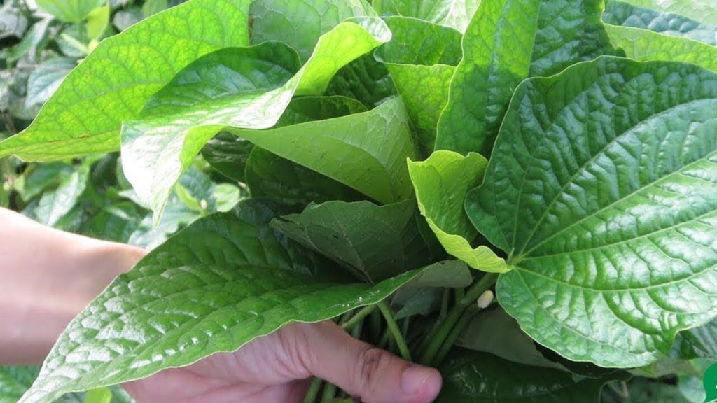 Cách Chữa Bệnh Trĩ Tại Nhà Bằng Thuốc Nam Dân Gian Không Phẫu Thuật